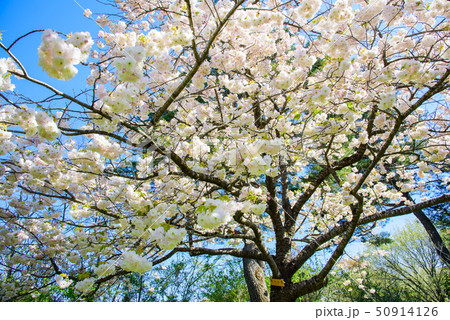 松月 桜の写真素材