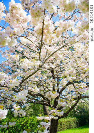 松月 桜の写真素材