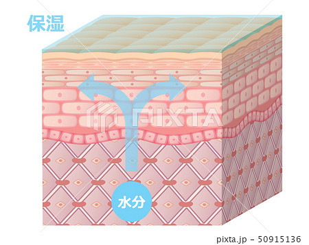 肌断面 50915136
