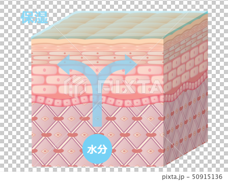 肌断面 50915136