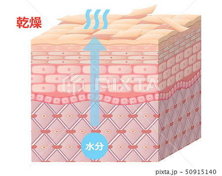 肌断面（乾燥肌） 50915140