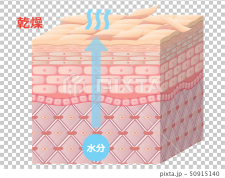 Skin cross section (dry skin) - Stock Illustration [50915140] - PIXTA