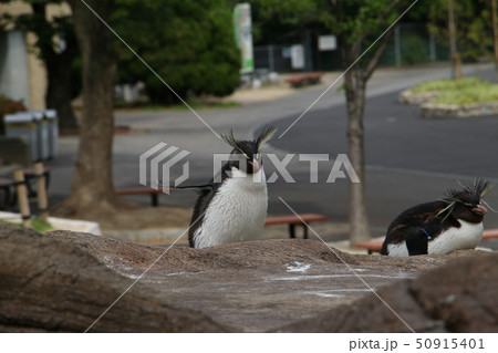 イワトビペンギン イワトビペンギン 50915401