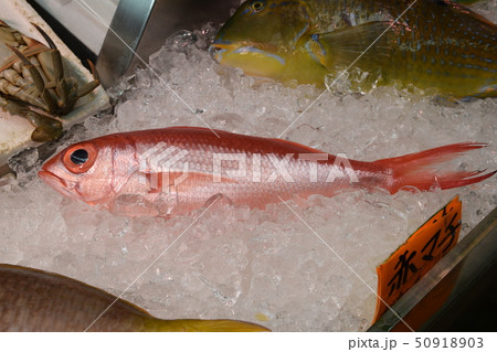 沖縄 魚市場 赤マチ 沖縄 魚市場 赤マチ 50918903