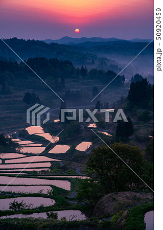 《新潟県》星峠の棚田・自然風景 《新潟県》星峠の棚田・自然風景 50920459