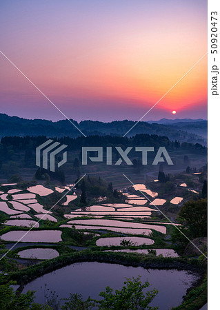 《新潟県》星峠の棚田・自然風景 《新潟県》星峠の棚田・自然風景 50920473