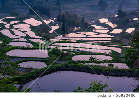 《新潟県》星峠の棚田・自然風景 50920480