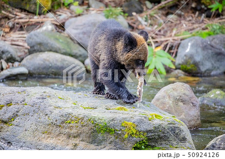 北海道知床半島 ヒグマ 子熊 北海道知床半島 ヒグマ 子熊 50924126