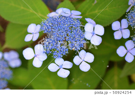がくあじさい 50924254