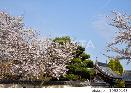 【中国三十三観音霊場】第二番 餘慶寺の塔頭と桜 岡山県瀬戸内市 【中国三十三観音霊場】第二番 餘慶寺の塔頭と桜 岡山県瀬戸内市 50929143