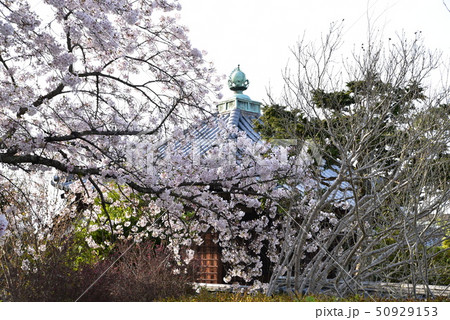 【中国三十三観音霊場】第二番　夕照の餘慶寺塔頭・明王院とソメイヨシノの花　岡山県瀬戸内市 50929153