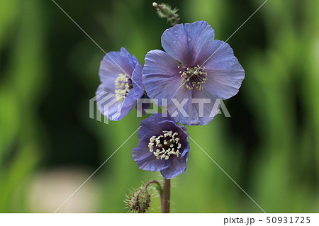 幻の青いケシ 幻の青いケシ 50931725