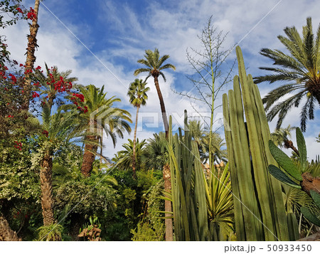 Lush vegetation in Majorelle garden - Morocco 50933450