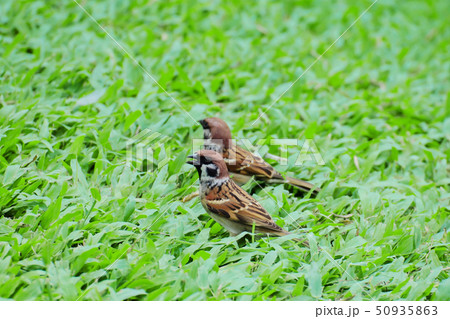 Two Eurasian tree sparrow standing on green grass. Two Eurasian tree sparrow standing on green grass. 50935863