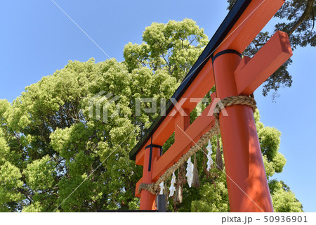 新緑の上賀茂神社　二の鳥居 50936901