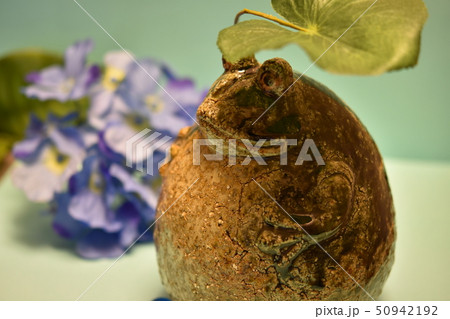 梅雨の時期に | 動物 梅雨の時期に | 動物 50942192