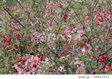 木瓜 ・・-・・~Bokeh flower~・・-・・ 木瓜 ・・-・・~Bokeh flower~・・-・・ 50947247