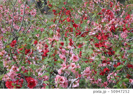 木瓜     ・・-・・~Bokeh flower~・・-・・ 木瓜     ・・-・・~Bokeh flower~・・-・・ 50947252