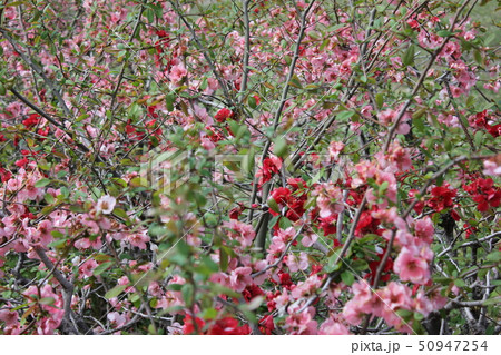 木瓜　　　　　・・－・・～Bokeh flower～・・－・・ 50947254