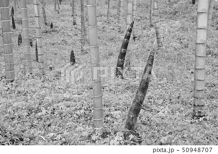 竹林の産声　竹林春景色　雨後の竹の子　雨の竹林　　　 50948707