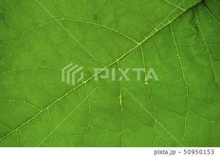 Green leaves of Confederate vine 50950153