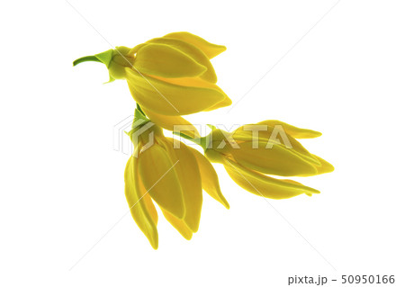 Bhandari flower (Artabotrys siamensis) Bhandari flower (Artabotrys siamensis) 50950166