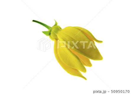 Bhandari flower (Artabotrys siamensis) Bhandari flower (Artabotrys siamensis) 50950170