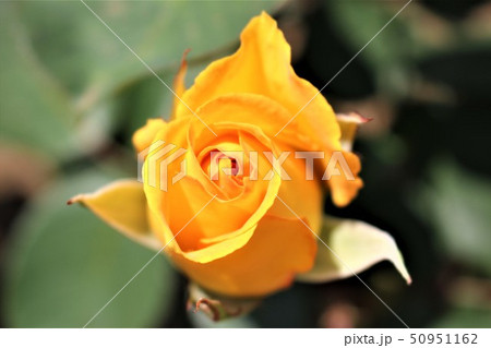 黄色のバラ 黄色のバラ 50951162