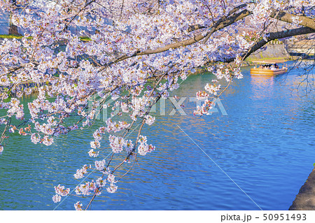 京都　岡崎疏水の桜 50951493