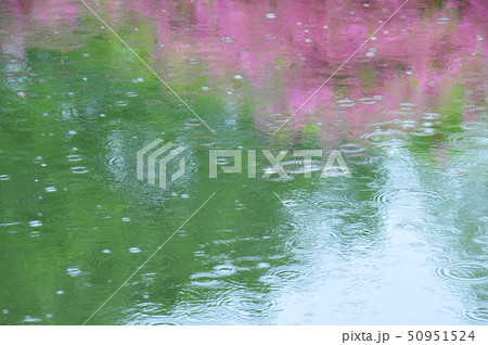 雨の日　雨の湖面　波紋風景　雨の波紋　梅雨の頃　雨ぽつぽつと　降り出した雨　湖面のリズム　雨天の頃　 50951524
