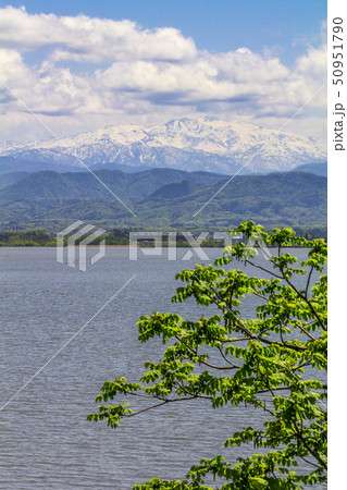 石川県　加賀市　柴山潟からの白山 50951790