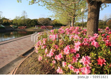 大牟田市 諏訪公園 ツツジ 大牟田市 諏訪公園 ツツジ 50951821