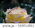 薔薇香る 50951891