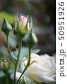 薔薇咲く 50951926