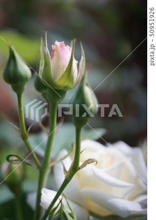 薔薇咲く 50951926