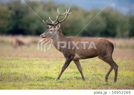 Young red deer stag in autmun on a meadow with herd in background. Young red deer stag in autmun on a meadow with herd in background. 50952269
