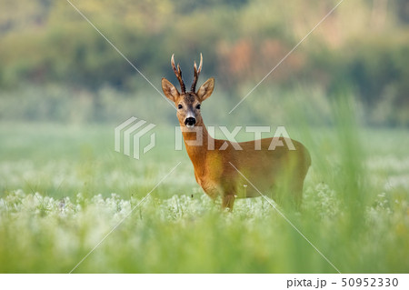 Roe deer buck with dark antlers on a meadow with wildflowers in summer 50952330