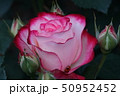 ピンクの薔薇 50952452
