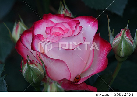 ピンクの薔薇 50952452