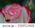 ピンクの薔薇 50952468