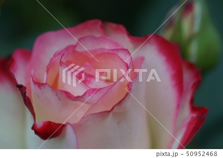 ピンクの薔薇 50952468