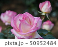 ピンク色の薔薇 50952484