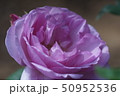 バイオレット　ローズ 50952536