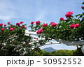 比叡山に蔓バラ 50952552