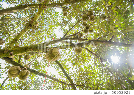 durian tree in the farm, Thai King fruit durian tree in the farm, Thai King fruit 50952925