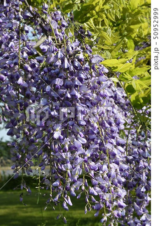 藤の花・手賀沼ほとり 藤の花・手賀沼ほとり 50952999