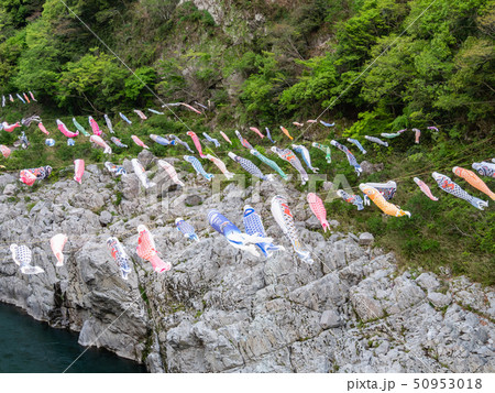 徳島県 大歩危小歩危 鯉のぼり 50953018