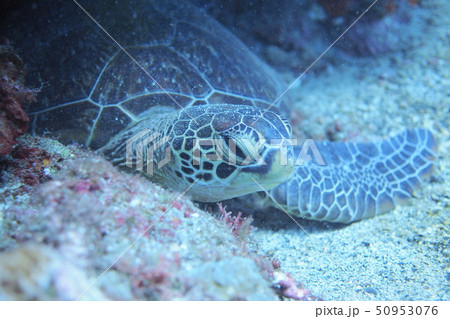 屋久島のウミガメ 50953076
