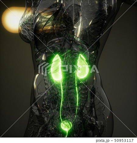 Science Anatomy Scan Of Human Kidneys 50953117