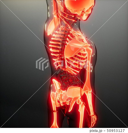 Transparent Human Body with Visible Bones 50953127